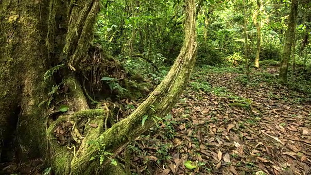 在El Triunfo生物圈保护区的一棵大树的根部慢慢地流逝。视频素材