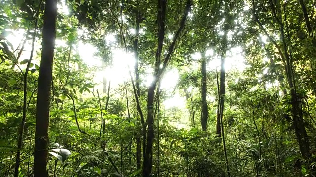 阳光穿过El Triunfo生物圈保护区的树木的时间流逝。视频素材