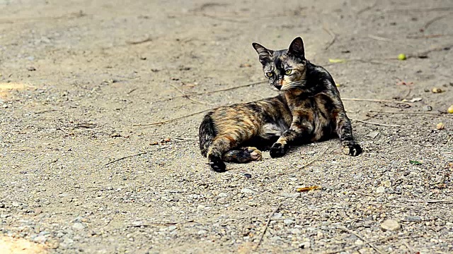 猫坐着，自己打扫视频素材