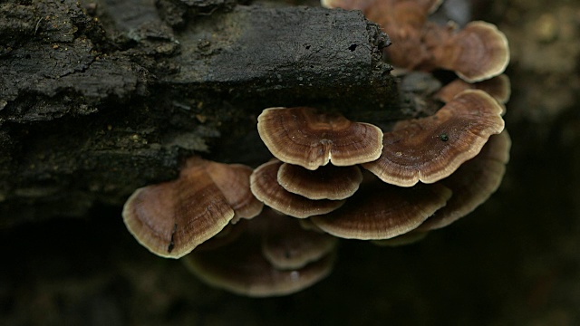 在El Triunfo生物圈保护区，用平底锅拍摄生长在一棵倒下的树上的真菌。视频素材