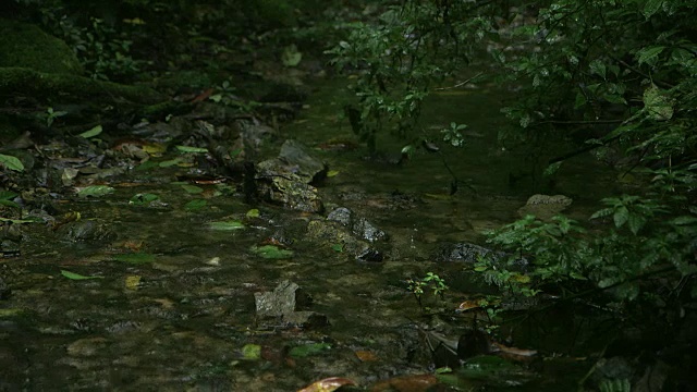 水流沿着El Triunfo生物圈保护区的一条小溪流动。视频素材