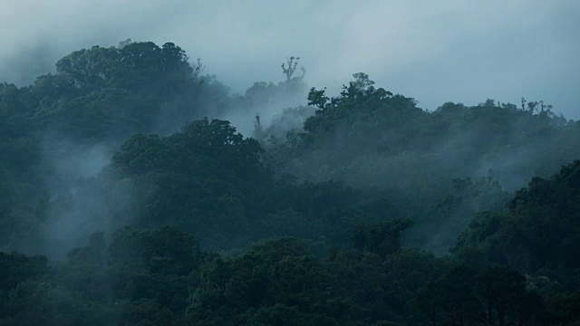 云雾在El Triunfo生物圈保护区的树冠上漂移的延时镜头。视频素材