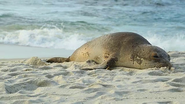 海豹在卡梅尔的海滩上视频下载