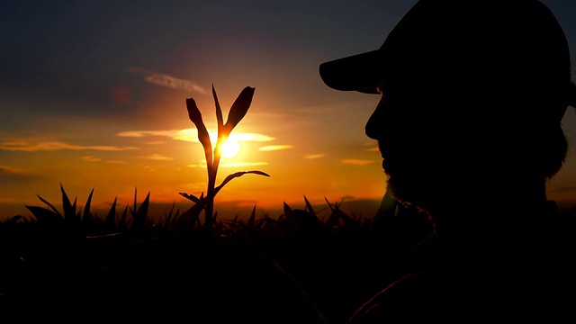 农夫在黄昏的田野里视频素材