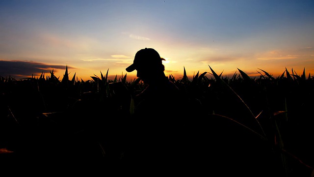 在玉米地里的农民视频素材