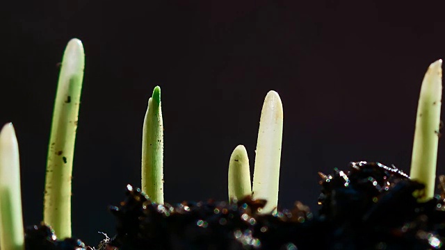 植物生长间隔拍摄。视频素材