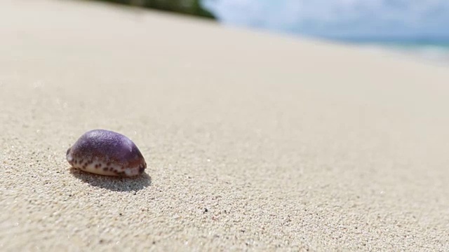 海滩上的贝壳视频素材