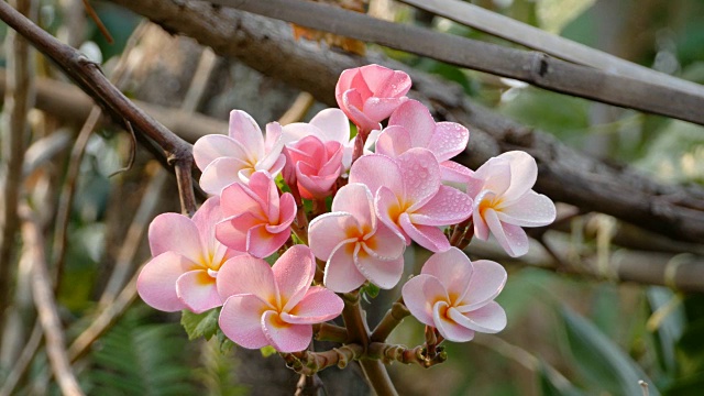 粉色花朵鸡蛋花视频素材