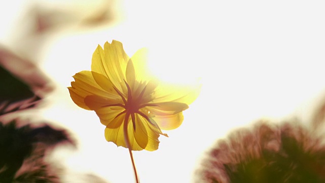 阳光下的黄花视频素材