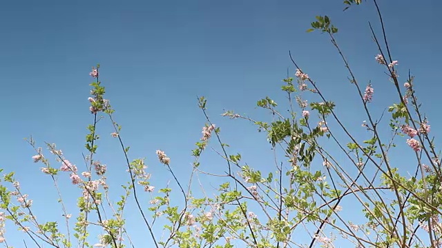 美丽的鸡蛋花树与蓝天视频素材