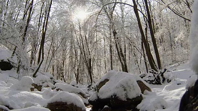 阳光穿透覆盖着积雪的树木——雪花从树枝上落下视频素材