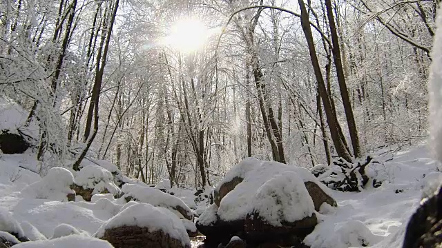 阳光穿透覆盖着积雪的树木——雪花从树枝上落下视频素材