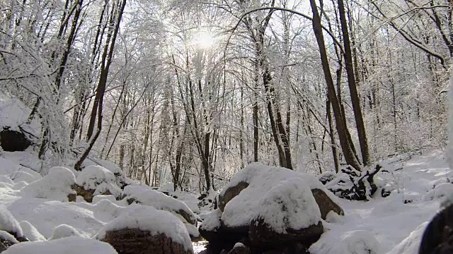 阳光穿透覆盖着积雪的树木——雪花从树枝上落下视频素材