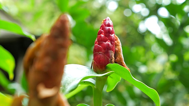 黄色毛虫与红色的花视频素材