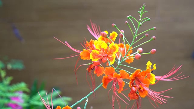 橙色开花植物特写镜头视频素材