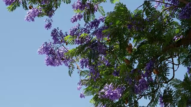 希腊蓝花楹开花视频素材