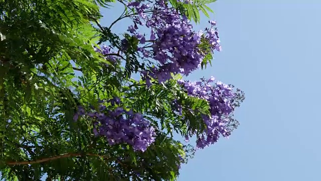 盛开的希腊蓝花楹视频素材