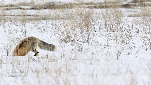 一只红狐在雪地里猛扑/狩猎的照片视频素材