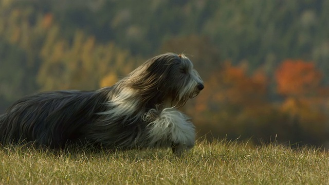 高清超级慢动作:在草地上奔跑的大胡子牧羊犬视频素材