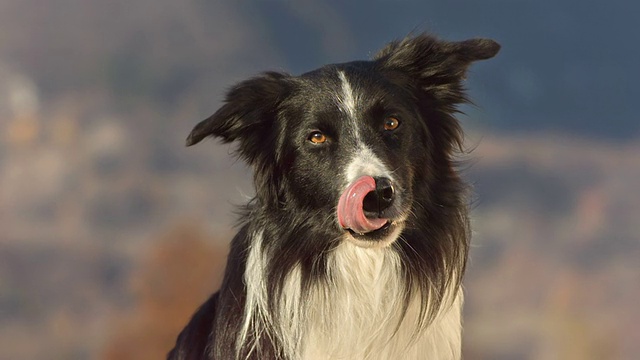 HD超级慢动作:边境牧羊犬舔它的嘴视频素材