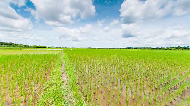 4K:美丽的绿色稻田视频素材