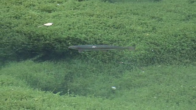 水里的鳟鱼视频素材