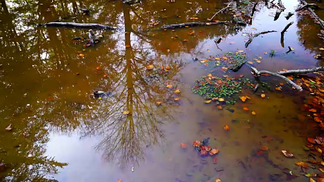 水面上的叶子视频素材