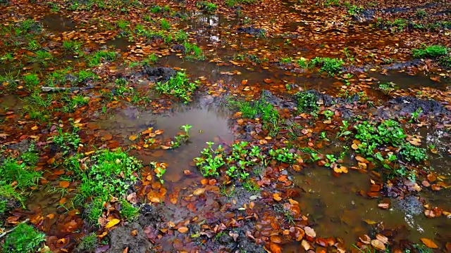 水面上的叶子视频素材