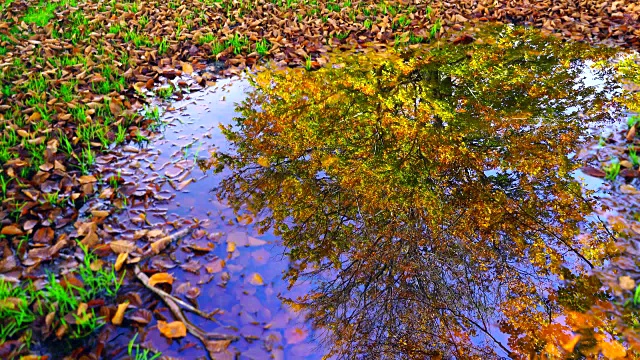 水面上的山毛榉树叶视频素材