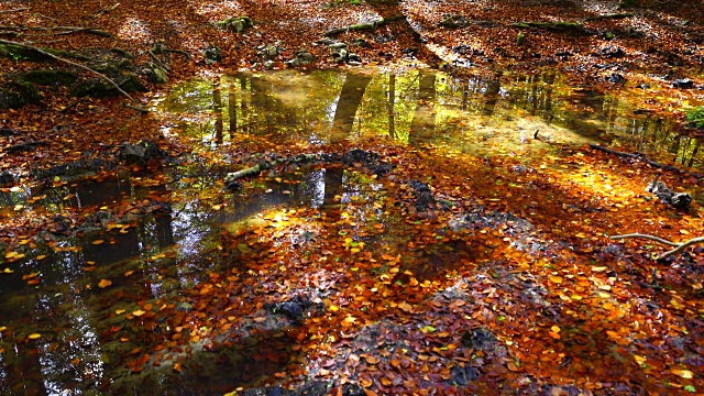 水面上的山毛榉树叶视频素材