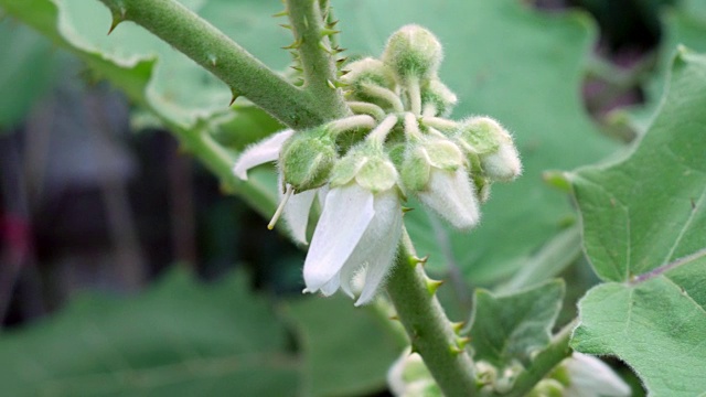 番茄花视频素材