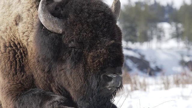 黄石公园里，大型雄性野牛在雪地上休息。关闭了。颜色分级和RAW文件。视频素材