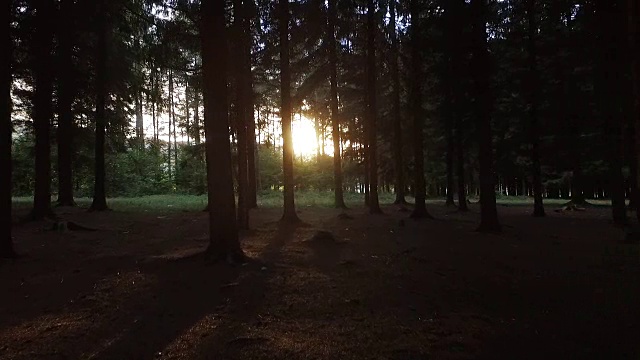 在树林里朝着太阳走去视频素材