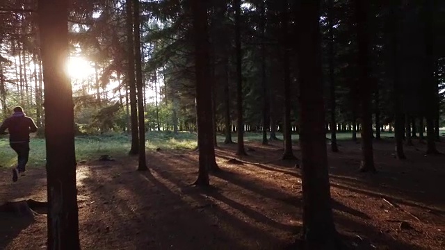 在树林里朝着太阳走去视频素材