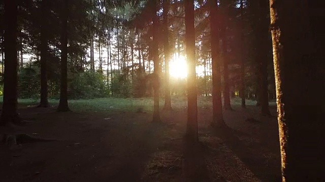 在树林里朝着太阳走去视频素材