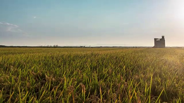 4K稻田在Albufera -日落时间流逝视频素材