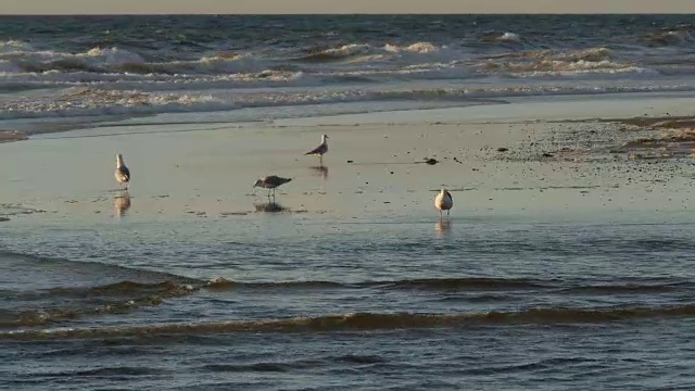 海鸥在海滩上行走/涉水，被风吹着，拍打着海浪视频素材