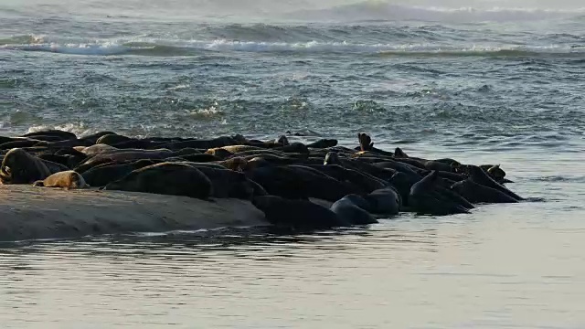 沙洲半岛上有许多海豹，海浪在拍打，海鸟在水面上视频素材