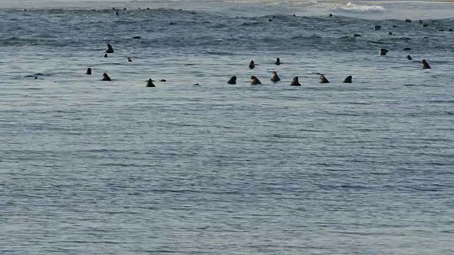 许多海豹在海洋中上下浮动，波浪在背景中破碎视频素材