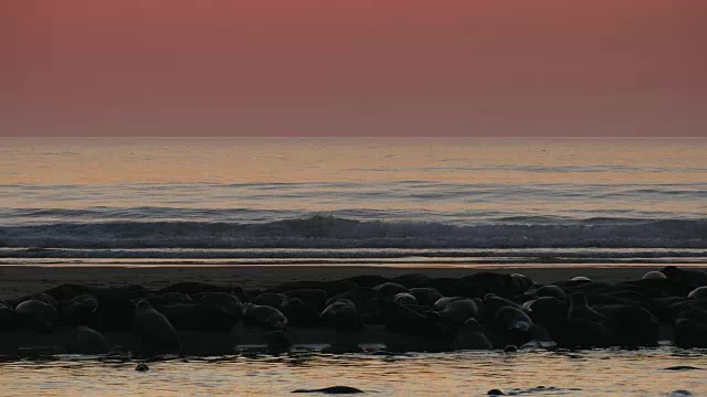 黎明，红色的天空，银色的海洋，许多海豹在前景的沙洲视频素材