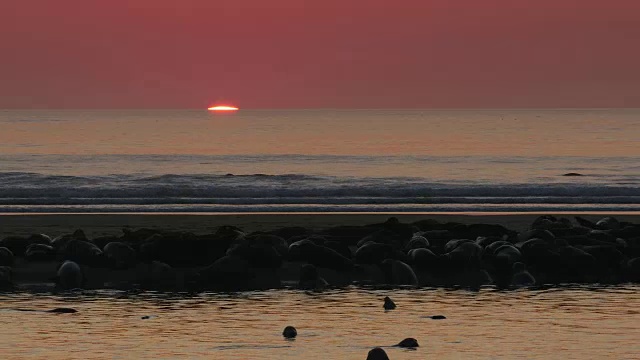 太阳刚刚从地平线上升起，红色的天空，银色的海洋，许多海豹在前景的沙洲视频素材