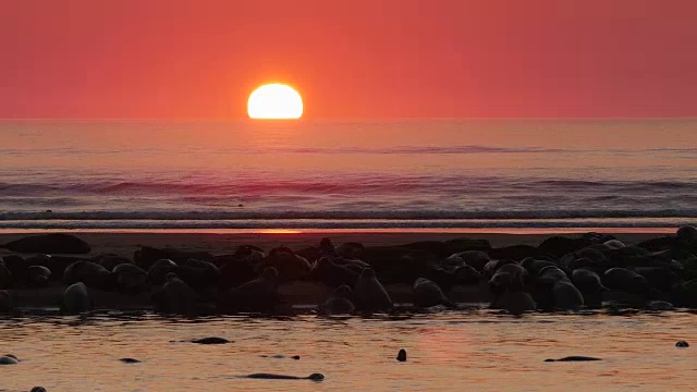 太阳在红色的天空中升起，银色的海洋，许多海豹在前景的沙洲视频素材