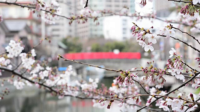 樱花视频下载