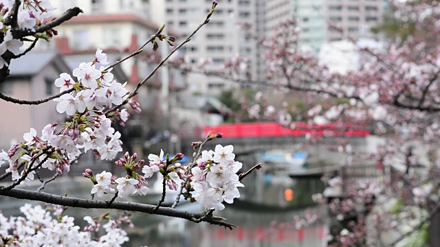 樱花视频素材