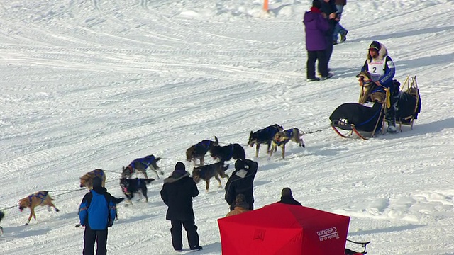 MS AERIAL DS拍摄超过musher和狗拉雪橇队通过粉丝Iditarod Trail狗拉雪橇比赛和musher击掌球迷/ Willow，阿拉斯加，美国视频素材