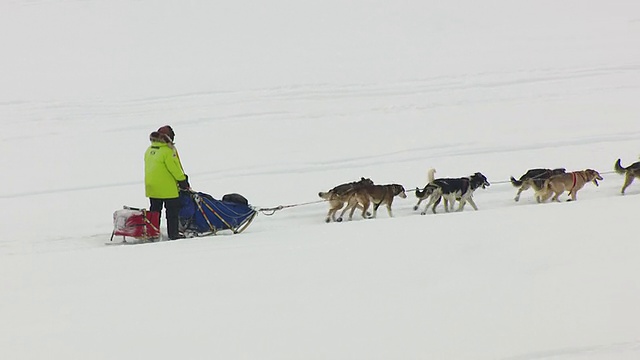 在美国阿拉斯加州举行的艾迪塔罗德狗拉雪橇比赛中，狗拉雪橇队在雪中跋涉，在树旁消失视频素材