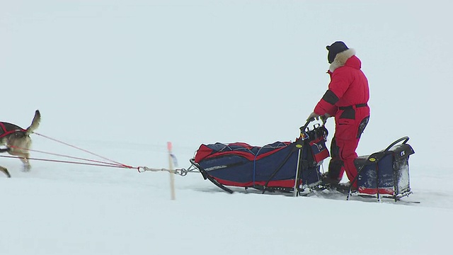 在美国阿拉斯加州举行的艾迪塔罗德狗拉雪橇比赛中，孤零零的musher和狗狗们在冰天雪地里旅行视频素材