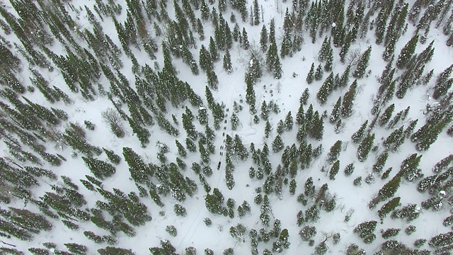 在美国阿拉斯加州举行的艾迪塔罗德狗狗赛跑中，狗雪橇队在森林中蜿蜒前进，接近快乐河台阶，WS AERIAL TS ZO视图上方视频素材