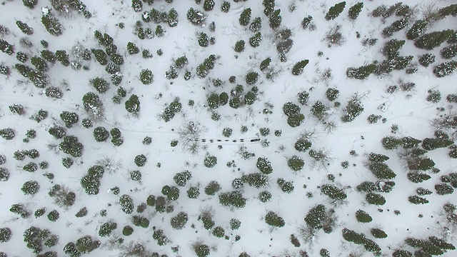 WS鸟瞰图上方的狗拉雪橇队蜿蜒穿过森林在艾迪塔罗德trail狗拉雪橇比赛/阿拉斯加，美国视频素材