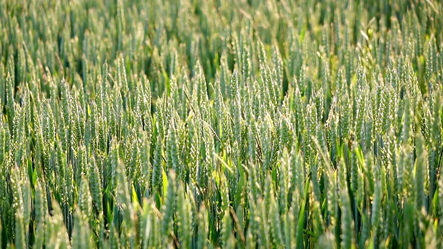 MS风吹过Wheatfield / Merzkirchen，莱茵兰-普法尔茨，德国视频素材